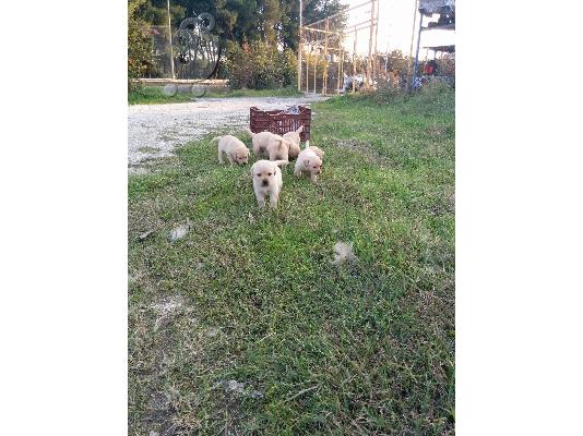 Labrador κουταβακια!!!