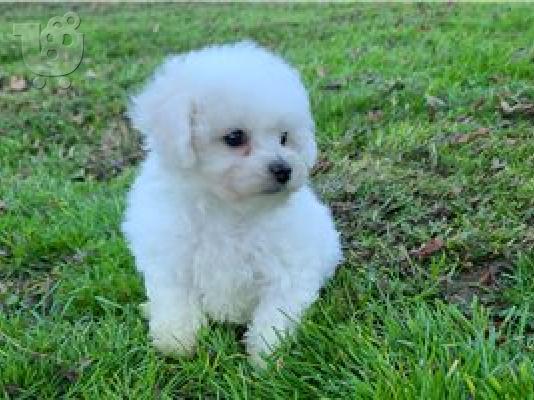 PoulaTo: Bichon Frise Puppys