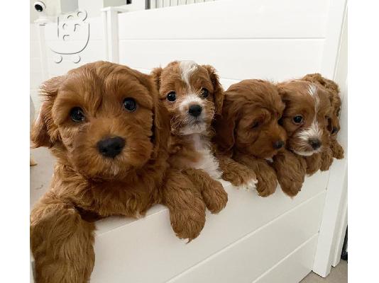 PoulaTo: Κατανόηση των κουταβιών Cavapoo . WhatsApp στο +31687270602