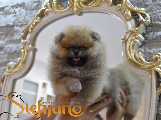 Pomeranian Boo Κουτάβια