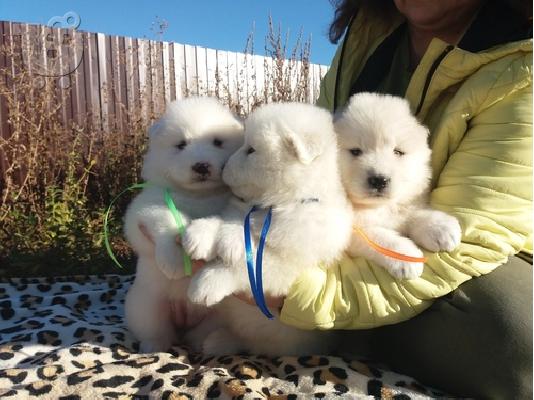 PoulaTo: Samoyed Puppies