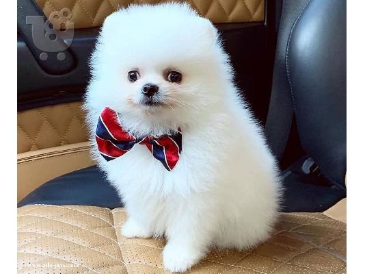 PoulaTo: Δύο φοβερά κουτάβια Pomeranian