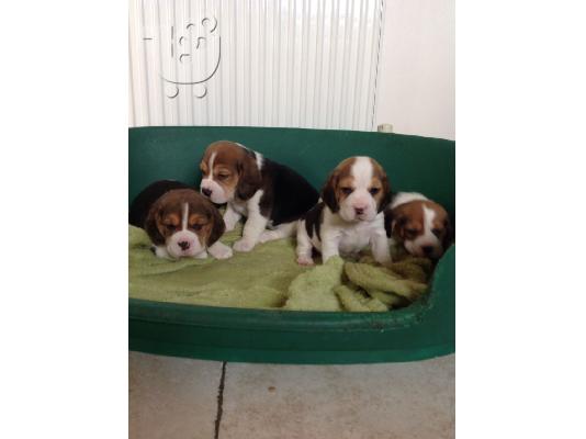 PoulaTo: lovely beagle puppies for adoption