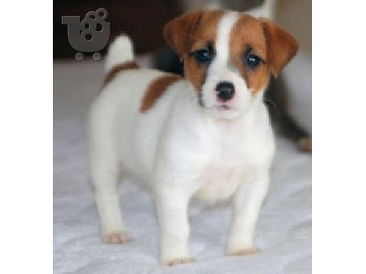 PoulaTo: Πωλούνται πολύ παιχνιδιάρικα κουτάβια Jack Russell Terrier