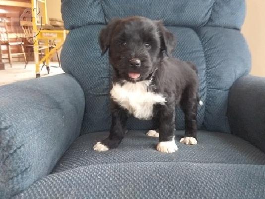 PoulaTo: Tibetan Puppies