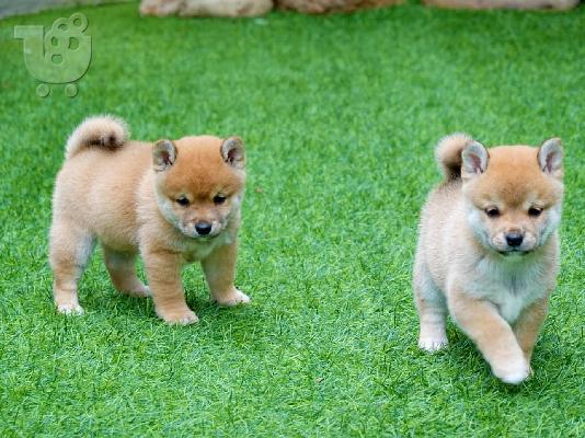 PoulaTo: Πωλούνται κουτάβια AKC Shiba Inu
