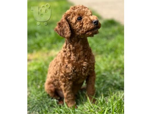 PoulaTo: Κουτάβια Toy Poodle