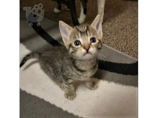 PoulaTo: Egyptian Mau Kittens