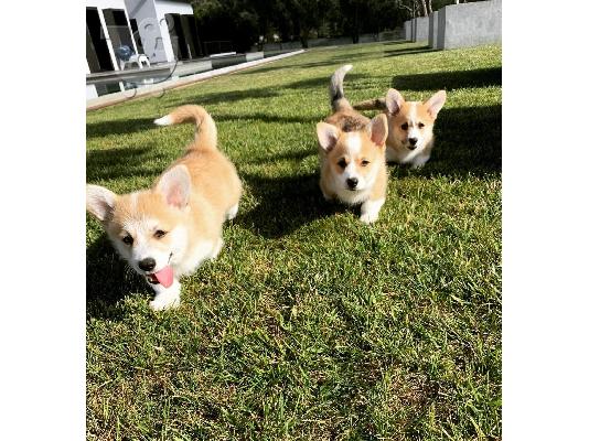 PoulaTo: Όμορφα κουτάβια Pembroke Welsh Corgi για καλό σπίτι