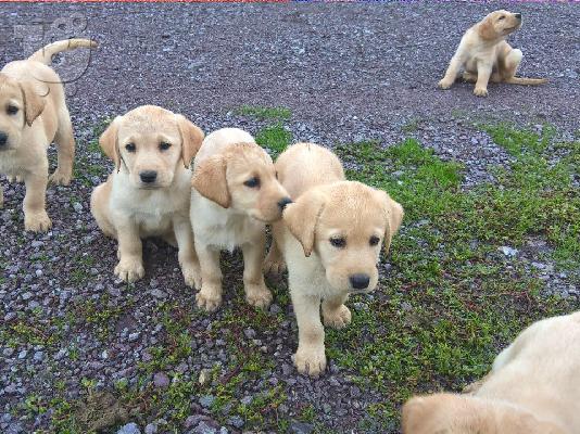 Labradorakia