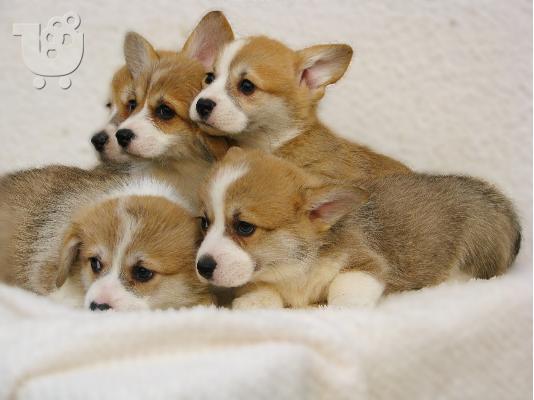 Welsh Corgi κουτάβια