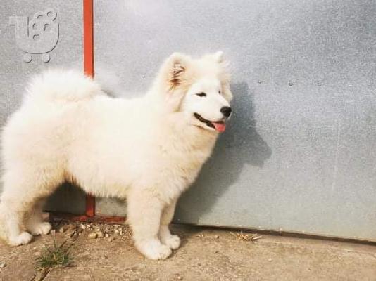 Samoyed κουτάβι προς πώληση