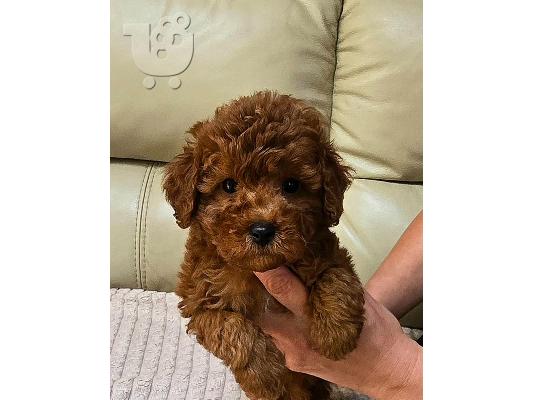Κόκκινα Toy Poodle