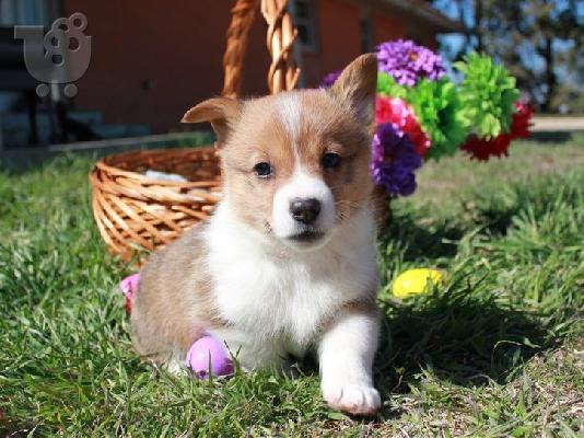 PoulaTo: Pembroke Welsh Corgi