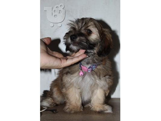 Κουτάβι Havanese bichon