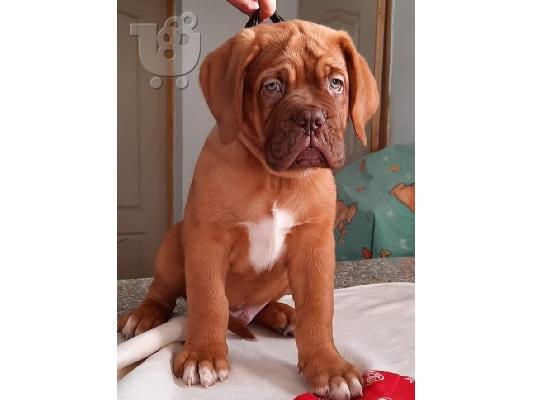PoulaTo: Dogue de Bordeaux