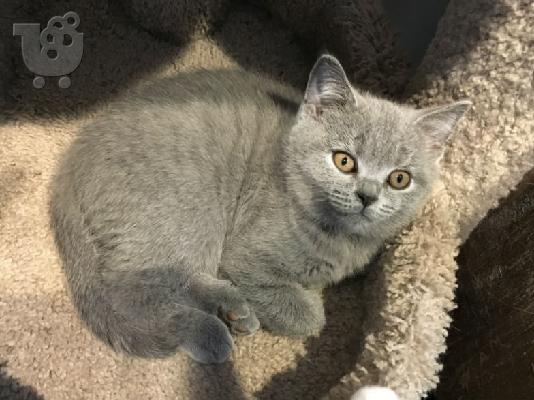PoulaTo: Εκπληκτική British Shorthair Χρώμα σημείων