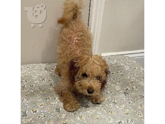 Παιχνίδια αρσενικά και θηλυκά κουτάβια Poodle προς πώληση....