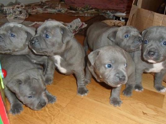 PoulaTo: Διατίθενται κουτάβια Staffordshire Blue terrier