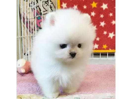 PoulaTo: Πολύ γλυκά γοητευτικά κουτάβια Pomeranian
