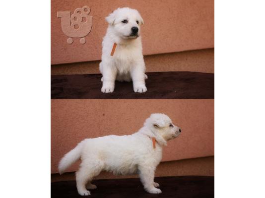 Swiss White Shepherd Dogs