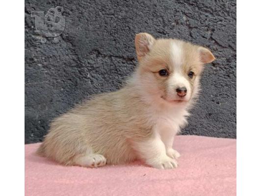 PoulaTo: Pembroke Welsh Corgi κουτάβια