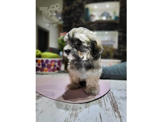 Havanese Bichon