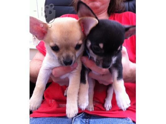 PoulaTo: CHIHUAHUA