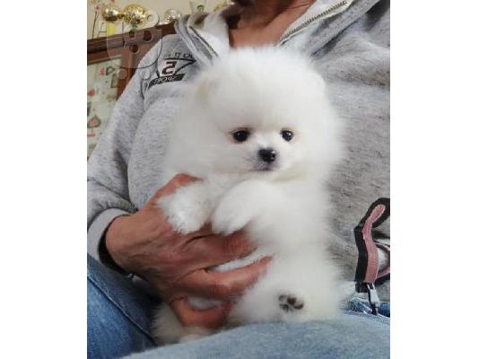 Δύο φοβερά κουτάβια Pomeranian