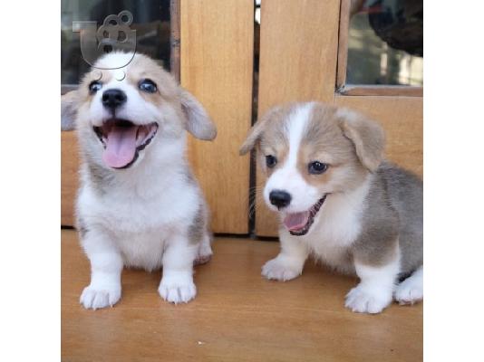 PoulaTo: Διατίθενται κουτάβια Pembroke Welsh Corgi