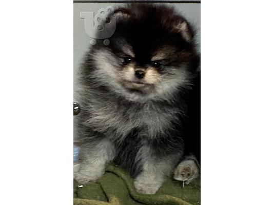 PoulaTo: Pomeranian Spitz