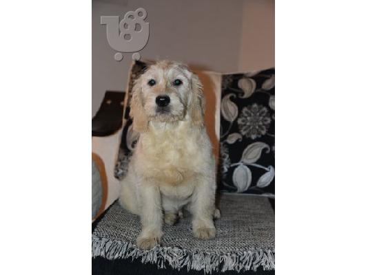 Labradoodle κουτάβια