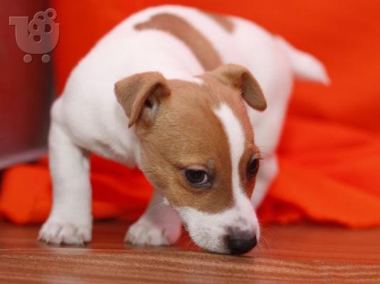 PoulaTo: Έχουμε δύο αξιολάτρευτα κουτάβια Jack Russell