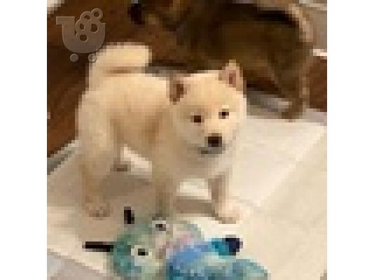 PoulaTo: Κουτάβι Shiba Inu προς πώληση