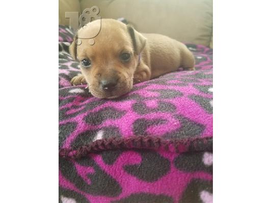 PoulaTo: Staffordshire B Puppies