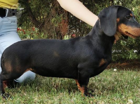 PoulaTo: Dachshund προς πώληση