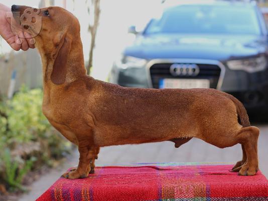 PoulaTo: Dachshund
