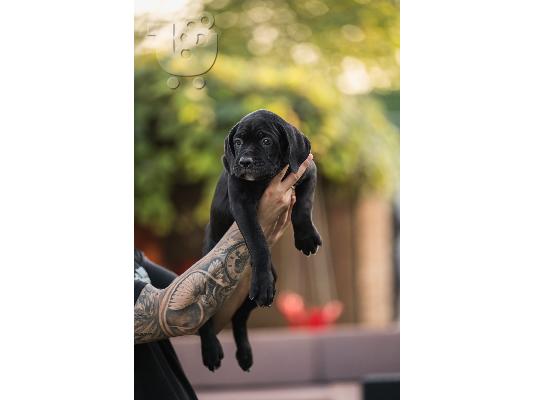 Cane Corso κουτάβια