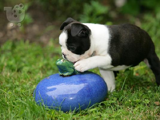 Σούπερ αξιολάτρευτα κουτάβια Boston Terrier