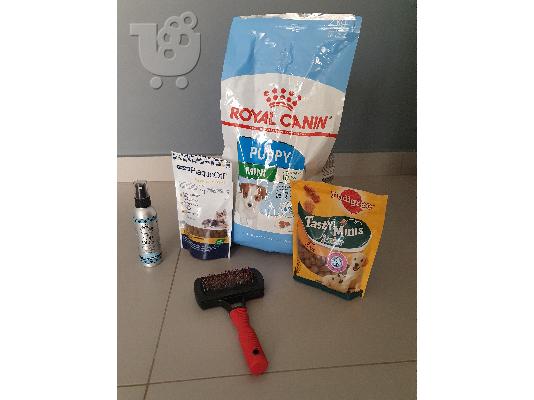 POODLE CANICHE MINI APRICOT (ΚΑΝΙΣ)