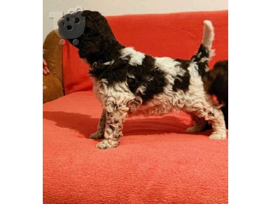 Lagotto Romagnolo κουτάβια