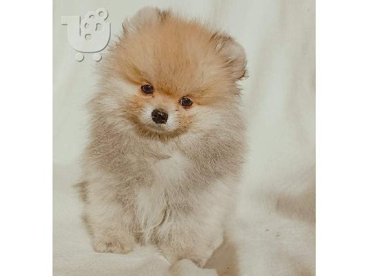 PoulaTo: Pomeranian Spitz κουτάβι
