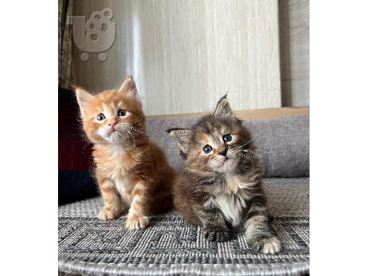 PoulaTo: Maine Coon Kittens