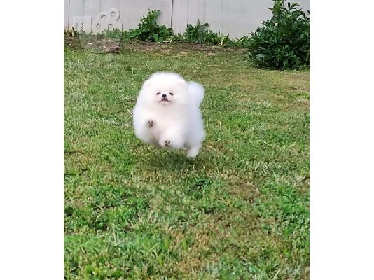 PoulaTo: Καταπληκτικά κουτάβια Pomeranian!