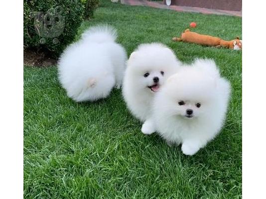 PoulaTo: Καταπληκτικά κουτάβια από Pomeranian!