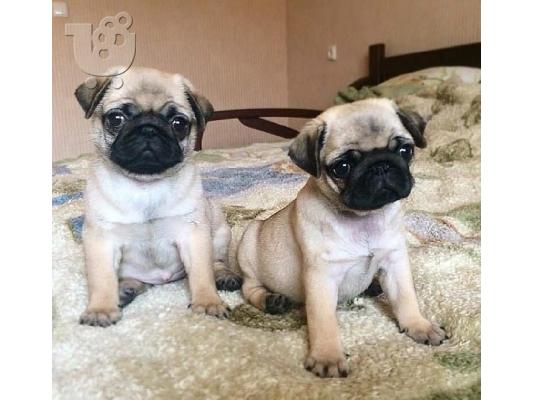 PoulaTo: Pug Puppies προς πώληση κοντά σας