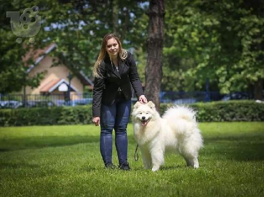 Samoyed κουτάβια