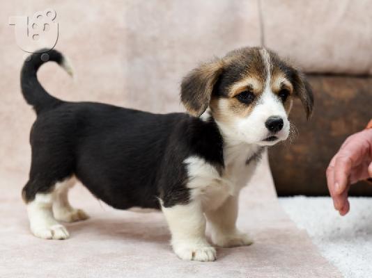 PoulaTo: Welsh Corgi (Pembroke)
