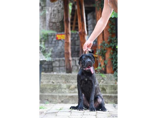 Cane Corso αρσενικό κουτάβι