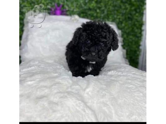 Poodles κουτάβια προς πώληση